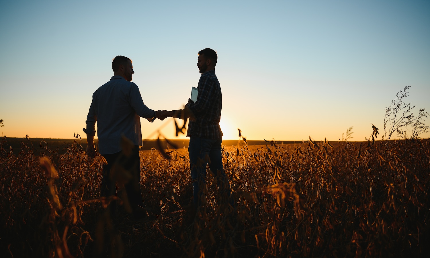 Two farmers shaking hands in soybean field